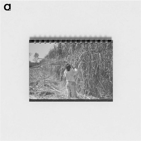 アートメモ帳-Cutting Sugarcane in Louisiana
 - ラッセル リー Memo.