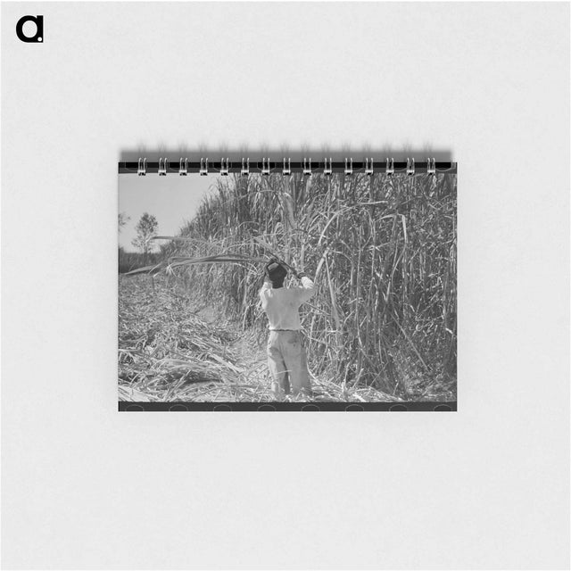 アートメモ帳-Cutting Sugarcane in Louisiana
 - ラッセル リー Memo.