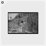 アートポストカード-Cutting Sugarcane in Louisiana
 - ラッセル リー Postcard.