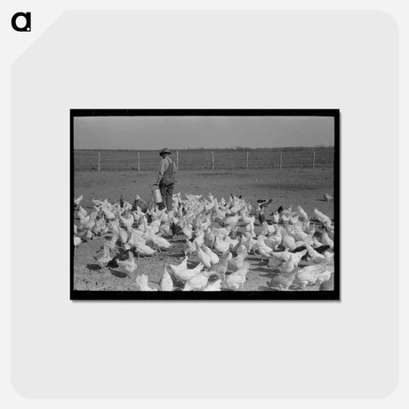 アートポストカード-Mr. Milton's Chickens
 - ラッセル リー Postcard.