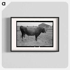 アートポスター-Bull, Lake Dick Project, Arkansas
 - ラッセル リー Poster.