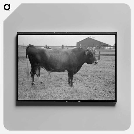 アートパネル-Bull, Lake Dick Project, Arkansas
 - ラッセル リー Canvas.