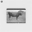 アートメモ帳-Bull, Lake Dick Project, Arkansas
 - ラッセル リー Memo.