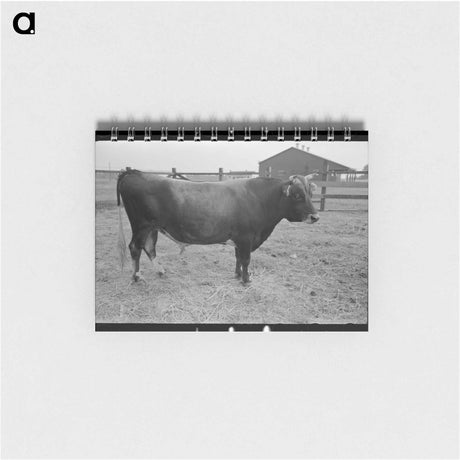 アートメモ帳-Bull, Lake Dick Project, Arkansas
 - ラッセル リー Memo.
