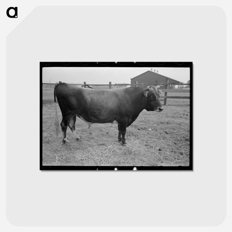 アートポストカード-Bull, Lake Dick Project, Arkansas
 - ラッセル リー Postcard.