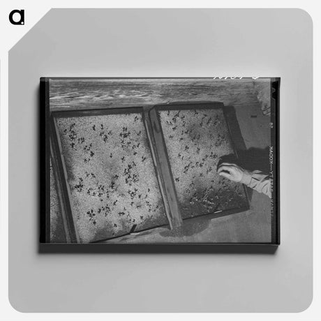 アートパネル-Guayule Seedlings Nursery
 - ラッセル リー Canvas.