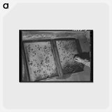 アートポストカード-Guayule Seedlings Nursery
 - ラッセル リー Postcard.
