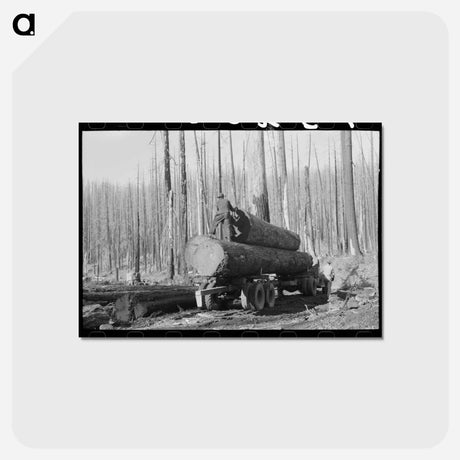 アートポストカード-Loading Logs
 - ラッセル リー Postcard.