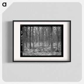 アートポスター-Jack Pine Stand, Black River Falls
 - ラッセル リー Poster.