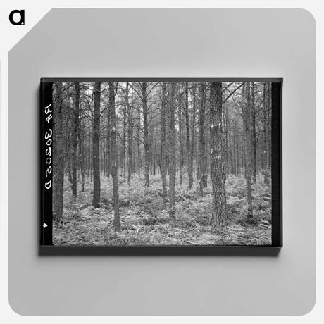 アートパネル-Jack Pine Stand, Black River Falls
 - ラッセル リー Canvas.