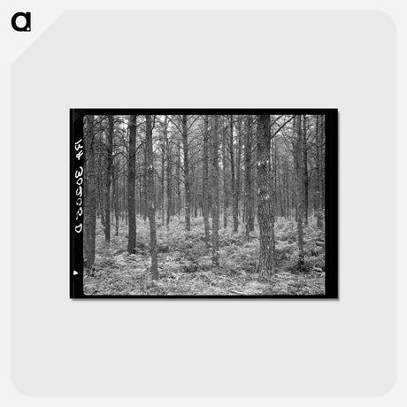 アートポストカード-Jack Pine Stand, Black River Falls
 - ラッセル リー Postcard.