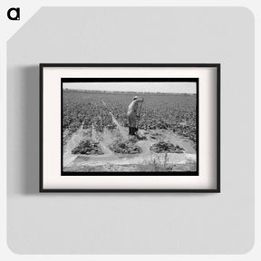 アートポスター-Irrigating Sugar Beets
 - ラッセル リー Poster.