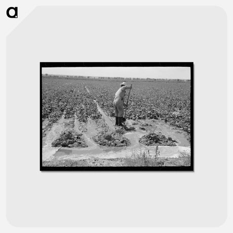 アートポストカード-Irrigating Sugar Beets
 - ラッセル リー Postcard.