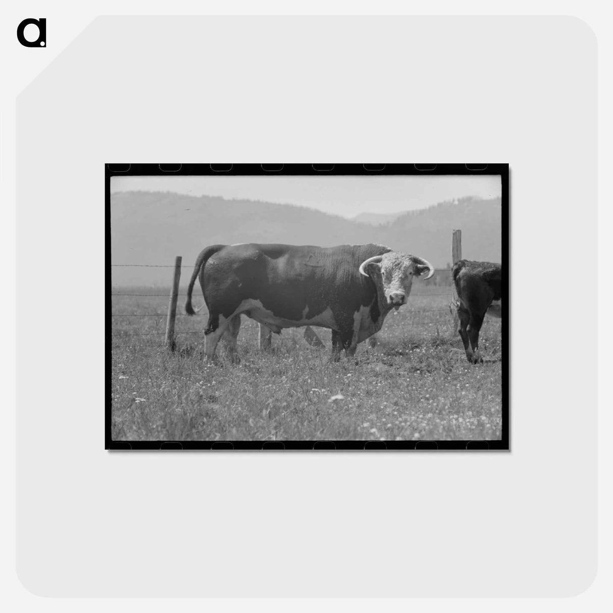 アートポストカード-Bull's Head, Cruzen Ranch
 - ラッセル リー Postcard.
