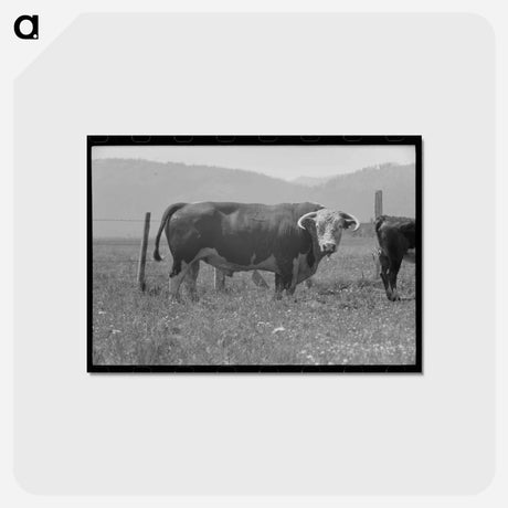 アートポストカード-Bull's Head, Cruzen Ranch
 - ラッセル リー Postcard.
