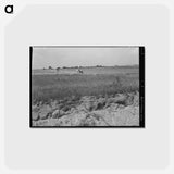 アートポストカード-Oklahoma Cotton Field
 - ラッセル リー Postcard.