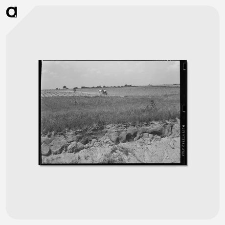 アートポストカード-Oklahoma Cotton Field
 - ラッセル リー Postcard.
