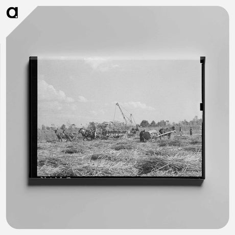 アートパネル-Sugarcane Harvest, Louisiana
 - ラッセル リー Canvas.