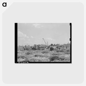 アートポストカード-Sugarcane Harvest, Louisiana
 - ラッセル リー Postcard.