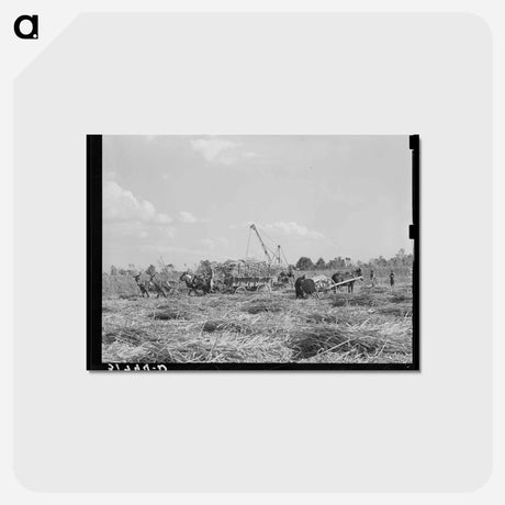 アートポストカード-Sugarcane Harvest, Louisiana
 - ラッセル リー Postcard.