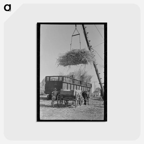 アートポストカード-Sugarcane Loading
 - ラッセル リー Postcard.
