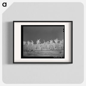 アートポスター-Corn Drying on Board Fence
 - ラッセル リー Poster.