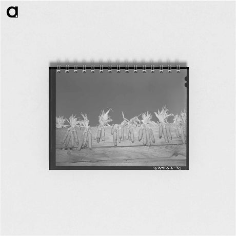 アートメモ帳-Corn Drying on Board Fence
 - ラッセル リー Memo.