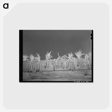 アートポストカード-Corn Drying on Board Fence
 - ラッセル リー Postcard.