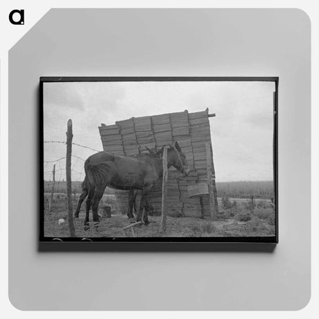 アートパネル-Windbreak on a Sharecropper Farm
 - ラッセル リー Canvas.