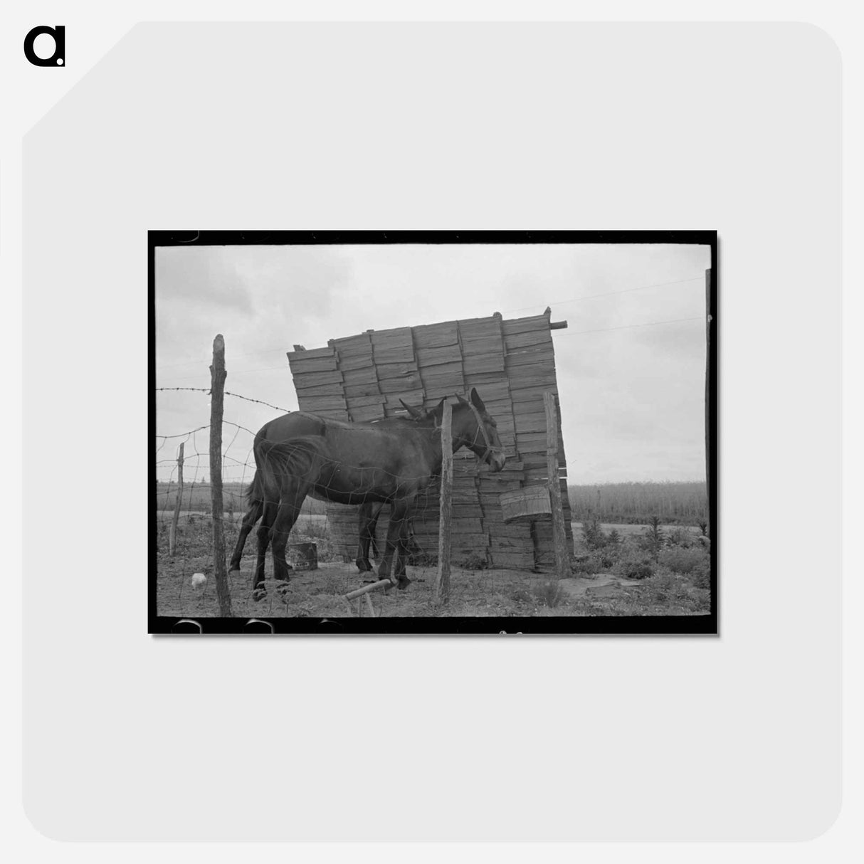 アートポストカード-Windbreak on a Sharecropper Farm
 - ラッセル リー Postcard.