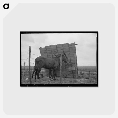 アートポストカード-Windbreak on a Sharecropper Farm
 - ラッセル リー Postcard.