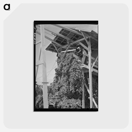 アートポストカード-Hop Picker
 - ラッセル リー Postcard.