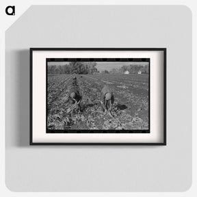 アートポスター-Topping Sugar Beets
 - ラッセル リー Poster.