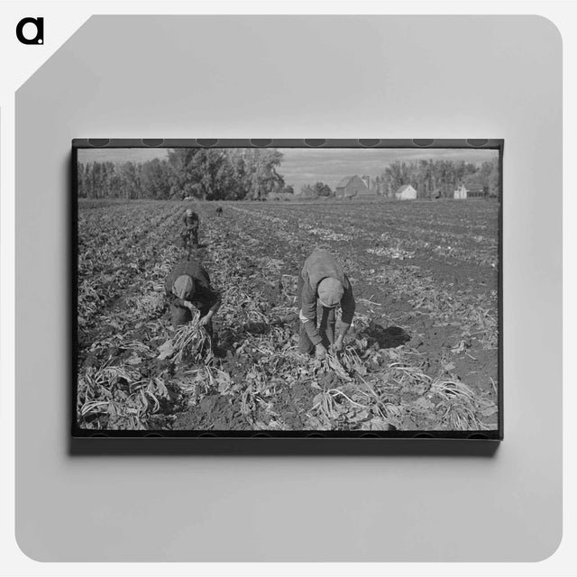 アートパネル-Topping Sugar Beets
 - ラッセル リー Canvas.