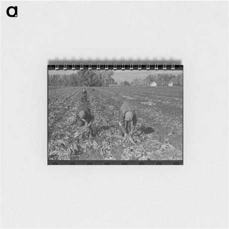 アートメモ帳-Topping Sugar Beets
 - ラッセル リー Memo.