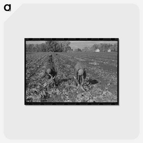 アートポストカード-Topping Sugar Beets
 - ラッセル リー Postcard.