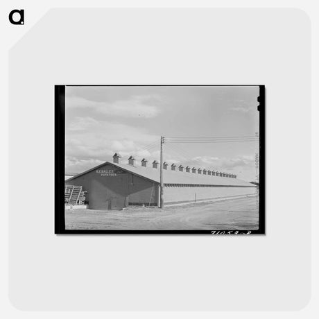 アートポストカード-Potato Cellar
 - ラッセル リー Postcard.
