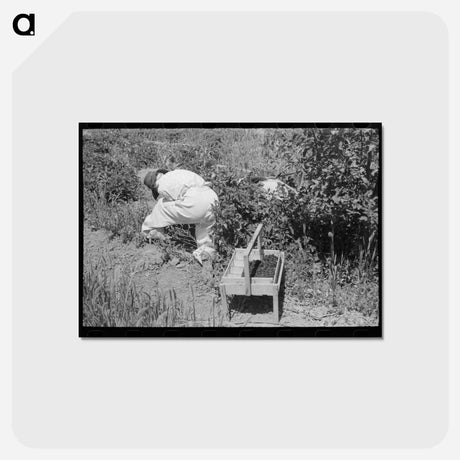 アートポストカード-Berry Picking in Cache County
 - ラッセル リー Postcard.