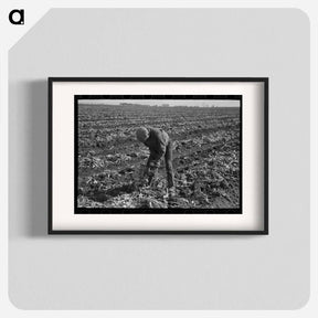 アートポスター-Topping Sugar Beets
 - ラッセル リー Poster.
