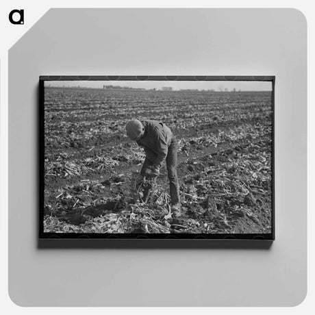 アートパネル-Topping Sugar Beets
 - ラッセル リー Canvas.