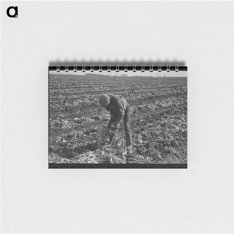 アートメモ帳-Topping Sugar Beets
 - ラッセル リー Memo.