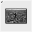 アートポストカード-Topping Sugar Beets
 - ラッセル リー Postcard.