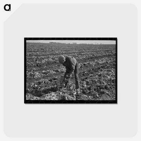 アートポストカード-Topping Sugar Beets
 - ラッセル リー Postcard.