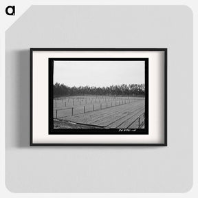 アートポスター-Guayule Seedlings Nursery
 - ラッセル リー Poster.