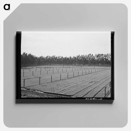 アートパネル-Guayule Seedlings Nursery
 - ラッセル リー Canvas.