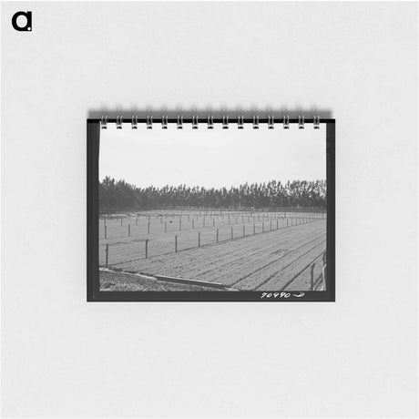 アートメモ帳-Guayule Seedlings Nursery
 - ラッセル リー Memo.