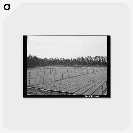 アートポストカード-Guayule Seedlings Nursery
 - ラッセル リー Postcard.