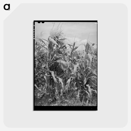 アートポストカード-Sweet Corn, Snowville
 - ラッセル リー Postcard.