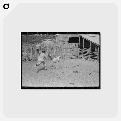アートポストカード-Roping a Goat
 - ラッセル リー Postcard.