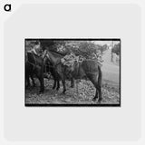 アートポストカード-Mule Train, Ouray, Colorado
 - ラッセル リー Postcard.
